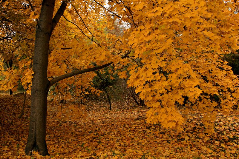 Maple Tree in Autumn — Yellow, Serene, Photograph, Trees