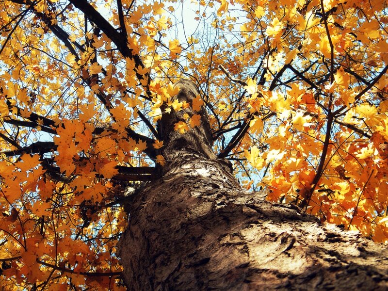 Maple Tree in Autumn — Yellow, Serene