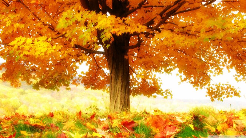Maple Tree in Autumn — Yellow