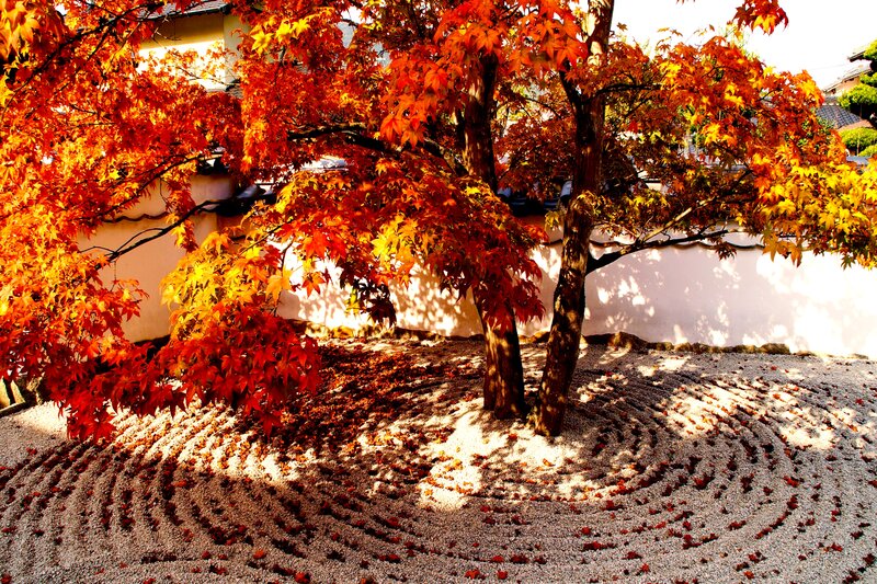Maple Tree in Garden — Red