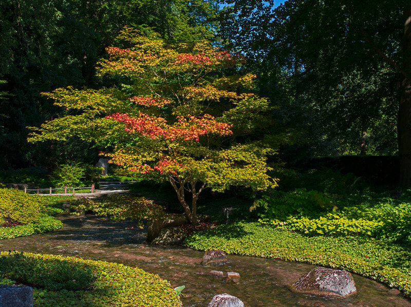Maple Tree in Garden
