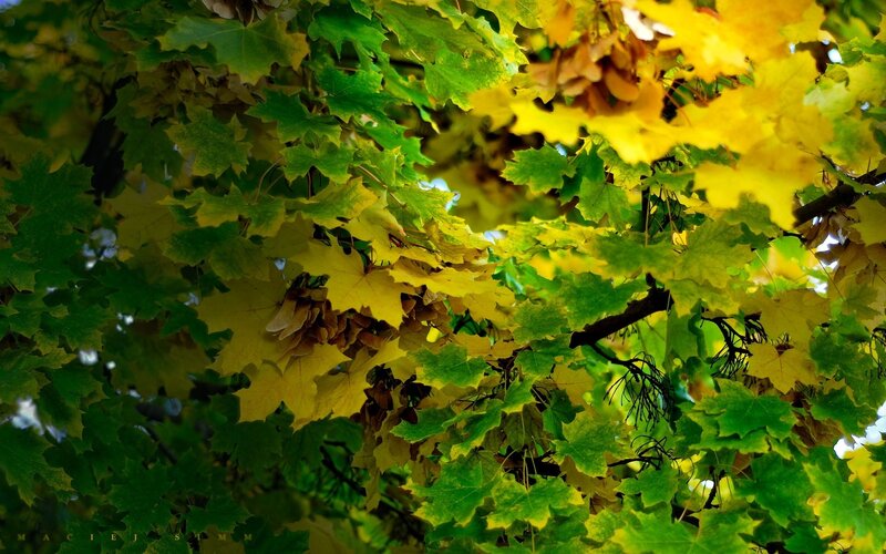 Maple Tree Leaves — Green, Natural