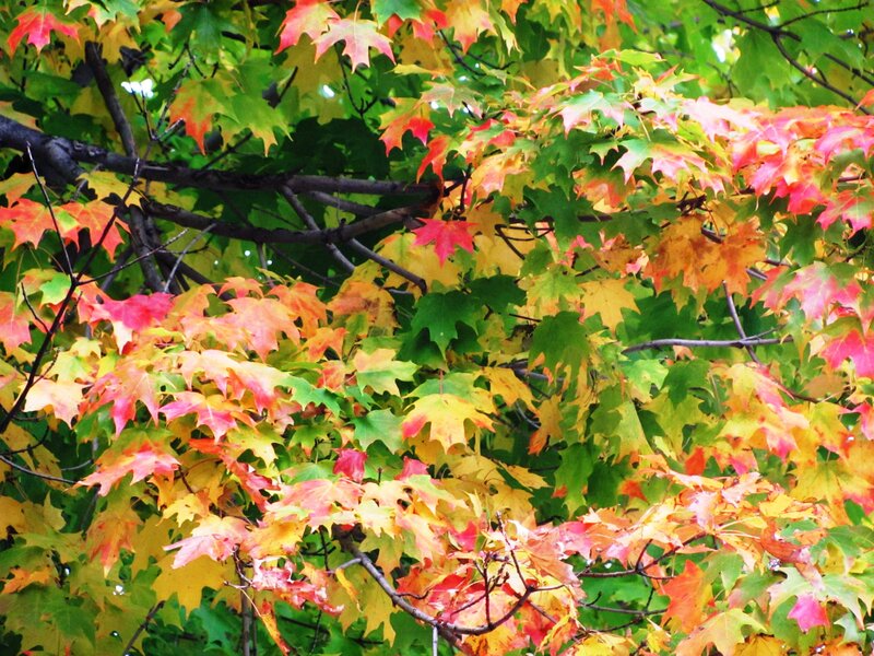 Maple Tree Leaves — Green