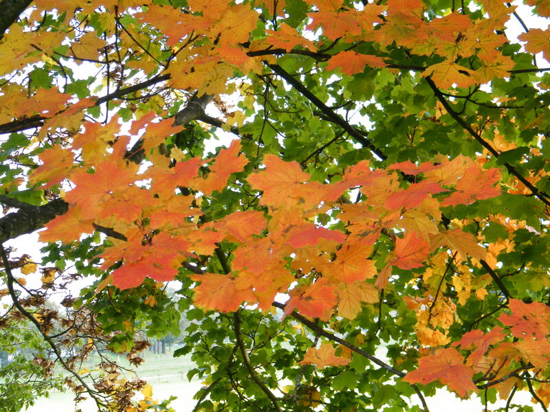Maple Tree Leaves — Orange