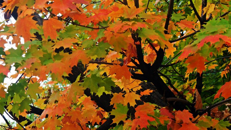 Maple Tree Leaves — Orange, Vibrant