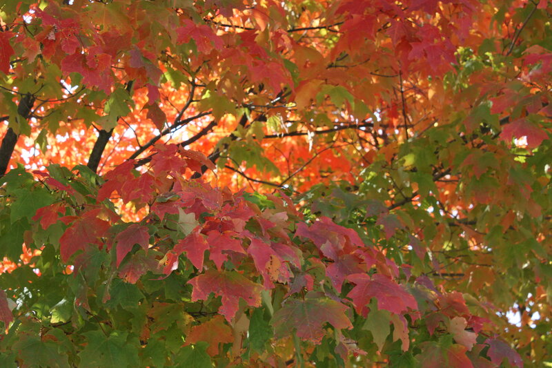 Maple Tree Leaves — Red, Serene