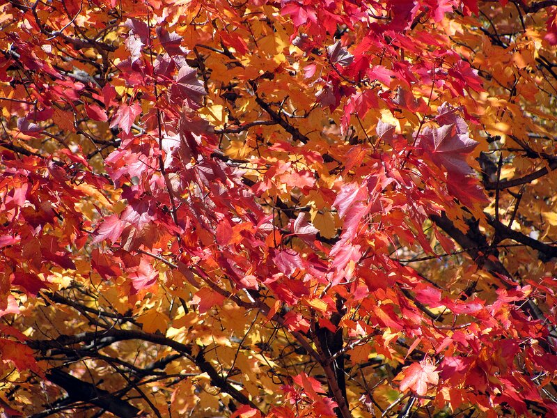 Maple Tree Leaves — Red