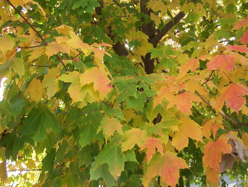 Maple Tree Leaves