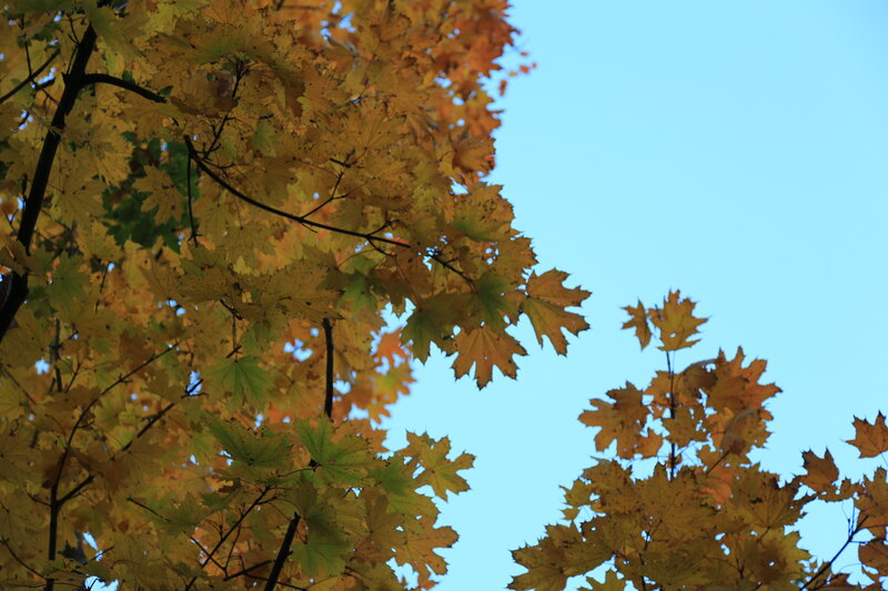 Maple Tree Leaves — Yellow, Serene, Autumn