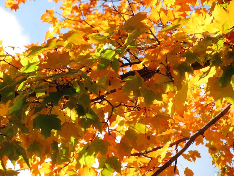Maple Tree Leaves — Yellow, Serene