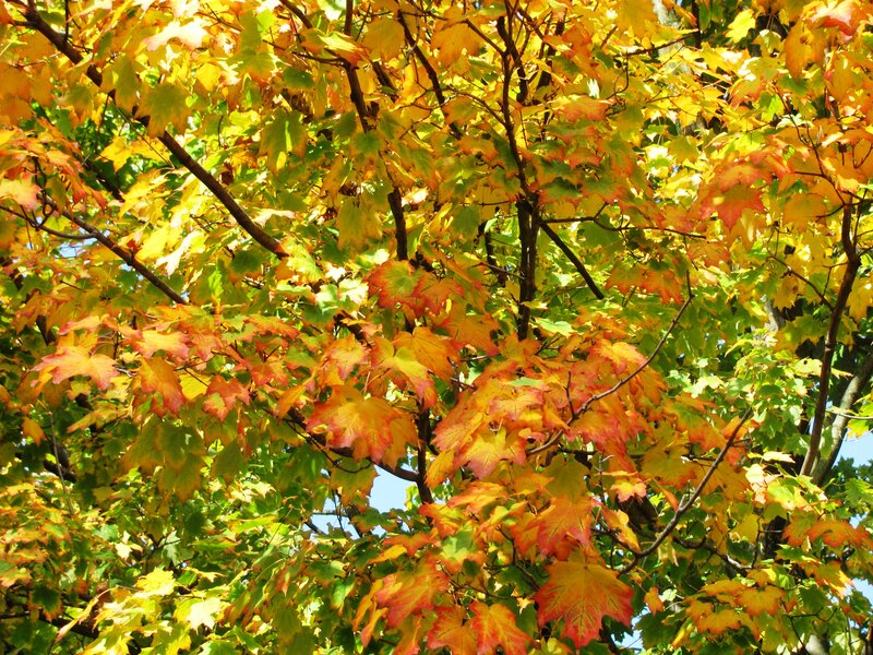 Maple Tree Leaves — Yellow