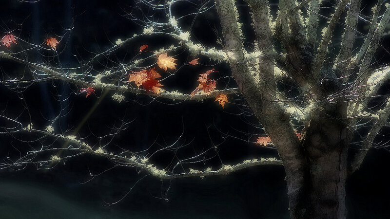Maple Tree with Autumn Leaves — Brown