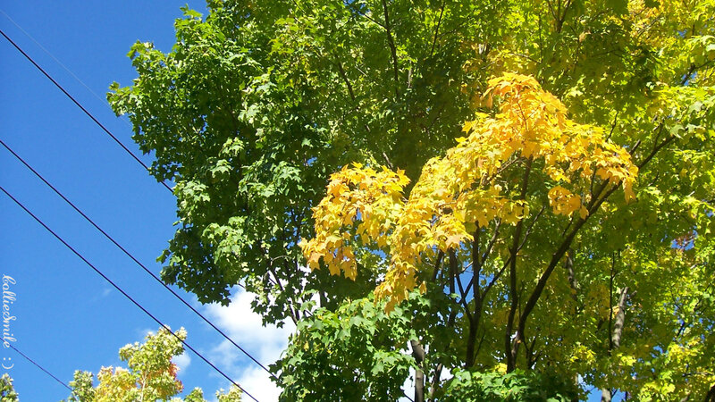Maple Tree with Autumn Leaves — Green, Serene