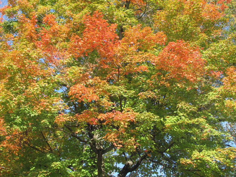 Maple Tree with Autumn Leaves — Green