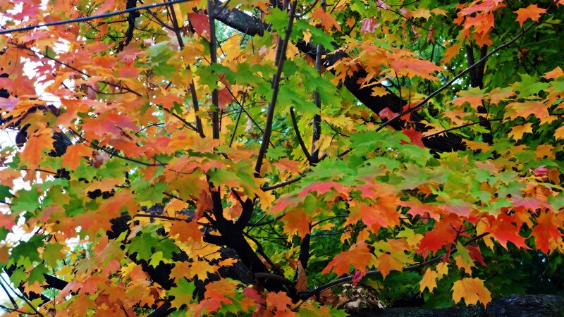Maple Tree with Autumn Leaves — Green, Vibrant