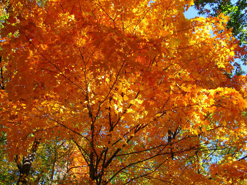 Maple Tree with Autumn Leaves — Orange, Bright