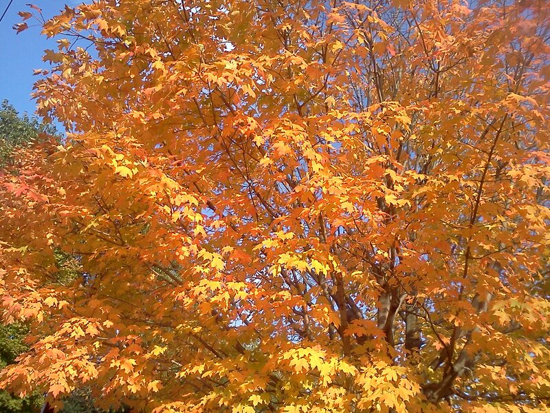 Maple Tree with Autumn Leaves — Orange, Serene, Photograph, Blue Sky, Tree Branches