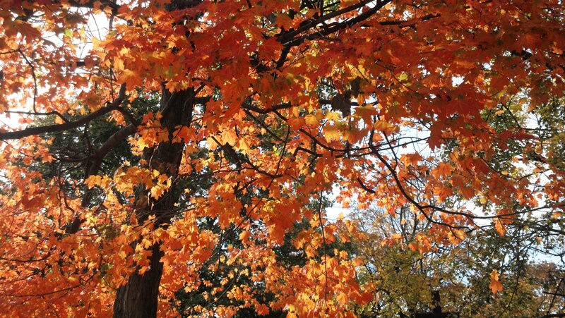 Maple Tree with Autumn Leaves — Orange, Serene, Photograph, Branches, Sky