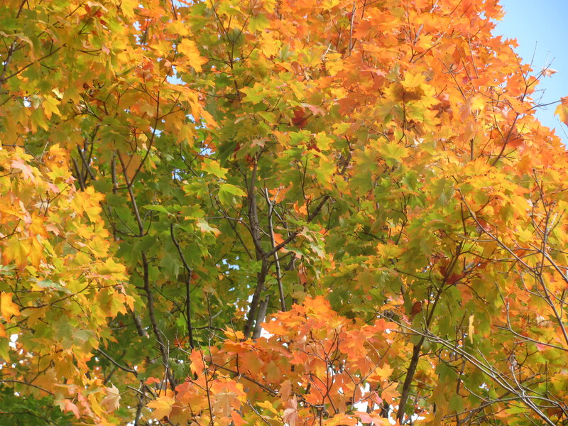 Maple Tree with Autumn Leaves — Orange, Serene, Photograph, Branches