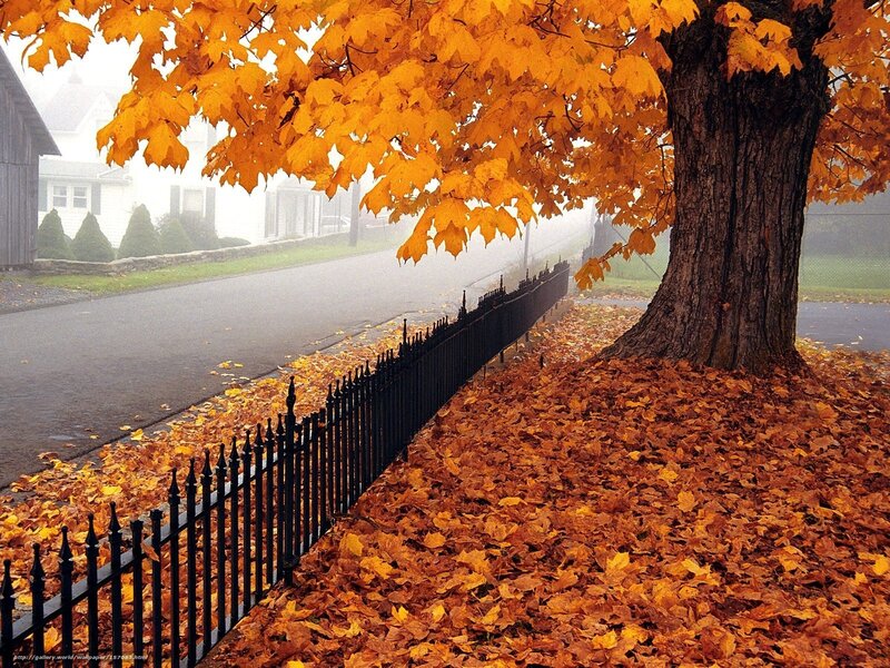 Maple Tree with Autumn Leaves — Orange, Serene, Photograph, Fence, Road