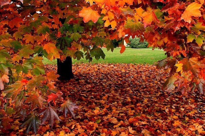 Maple Tree with Autumn Leaves — Orange, Serene, Photograph, Grass, Fallen Leaves