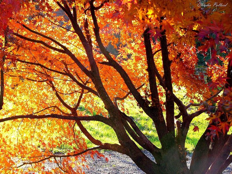 Maple Tree with Autumn Leaves — Orange, Serene, Photograph, Grass