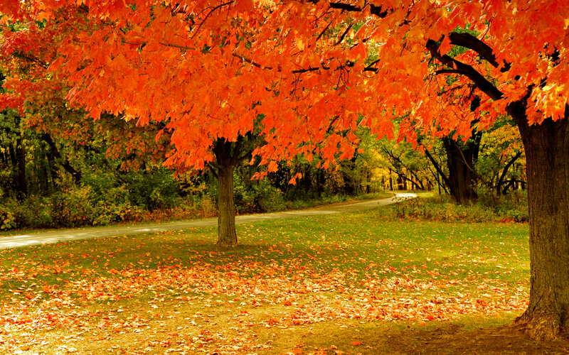 Maple Tree with Autumn Leaves — Orange, Serene, Photograph, Road