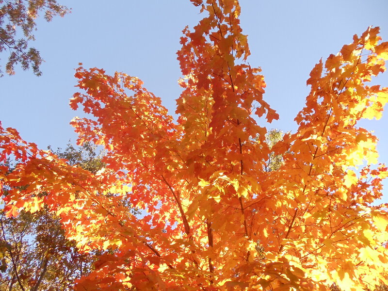 Maple Tree with Autumn Leaves — Orange, Serene, Photograph, Sky, Branches