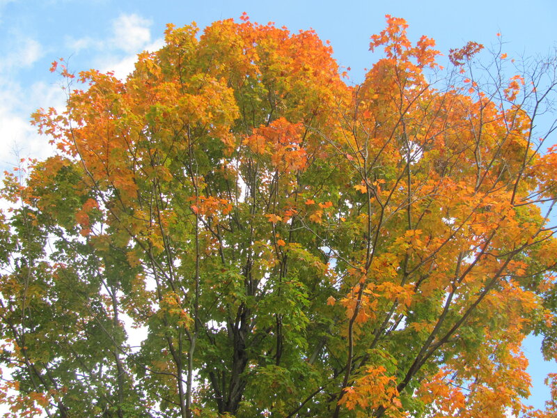 Maple Tree with Autumn Leaves — Orange, Serene, Photograph, Sky, Clouds
