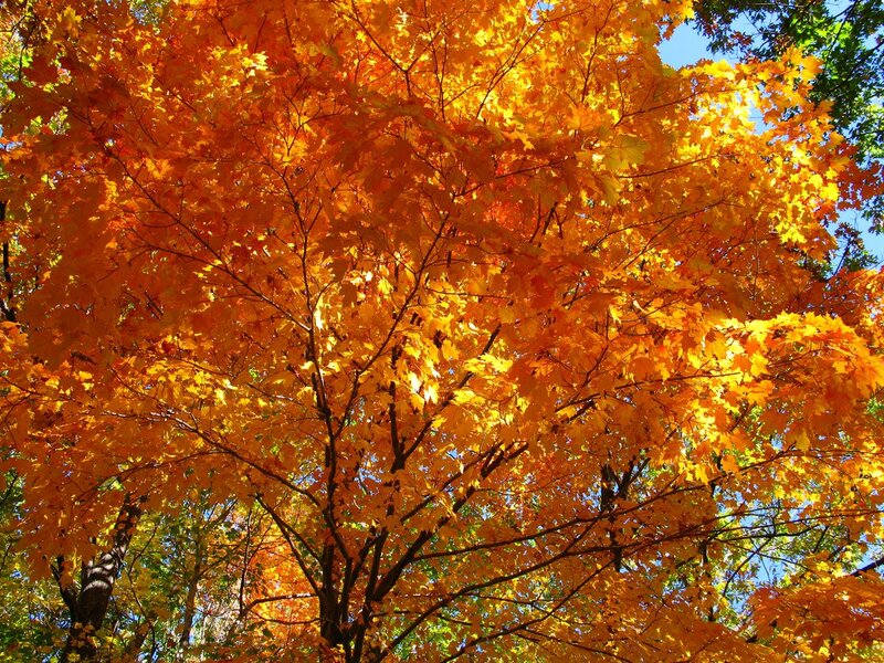 Maple Tree with Autumn Leaves — Orange, Serene, Photograph, Sky