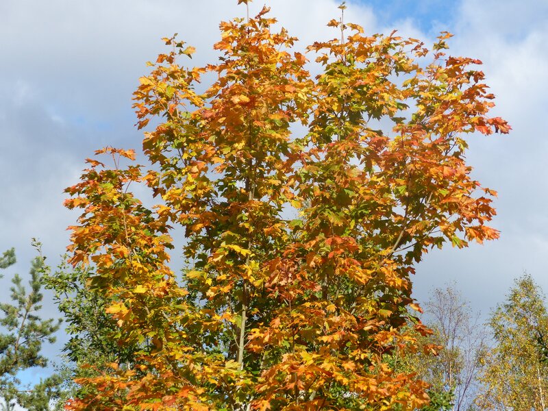Maple Tree with Autumn Leaves — Orange, Serene, Photograph, Sky, Trees