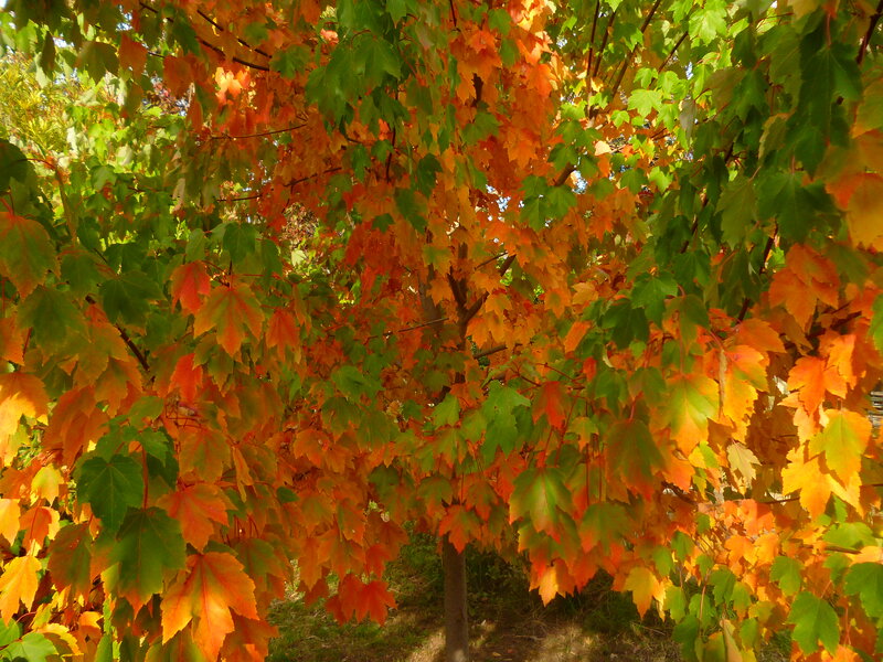 Maple Tree with Autumn Leaves — Orange, Serene, Photograph
