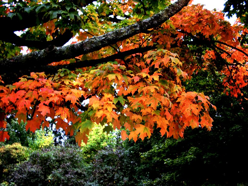 Maple Tree with Autumn Leaves — Orange, Serene, Photograph, Tree Branch