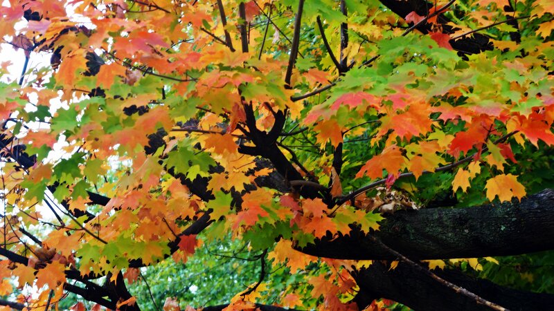 Maple Tree with Autumn Leaves — Orange, Serene, Photograph, Tree Branches, Fall Foliage
