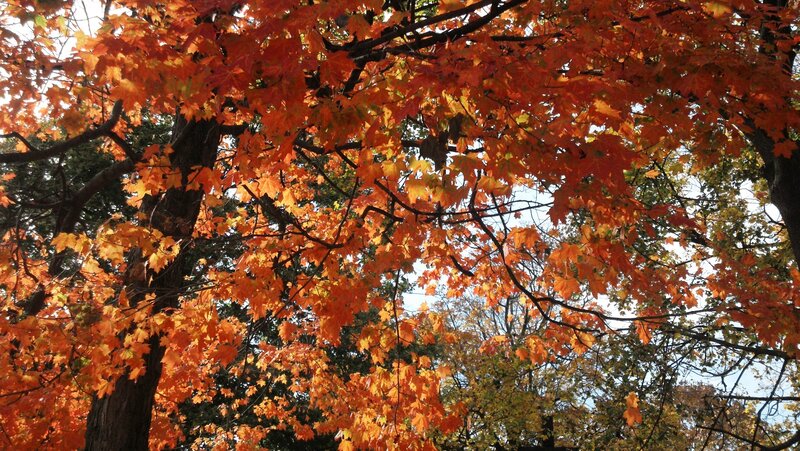 Maple Tree with Autumn Leaves — Orange, Serene, Photograph, Tree Branches