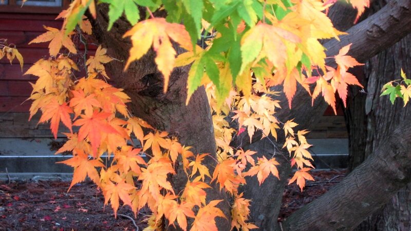 Maple Tree with Autumn Leaves — Orange, Serene, Photograph, Tree Trunk