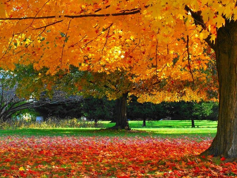 Maple Tree with Autumn Leaves — Orange