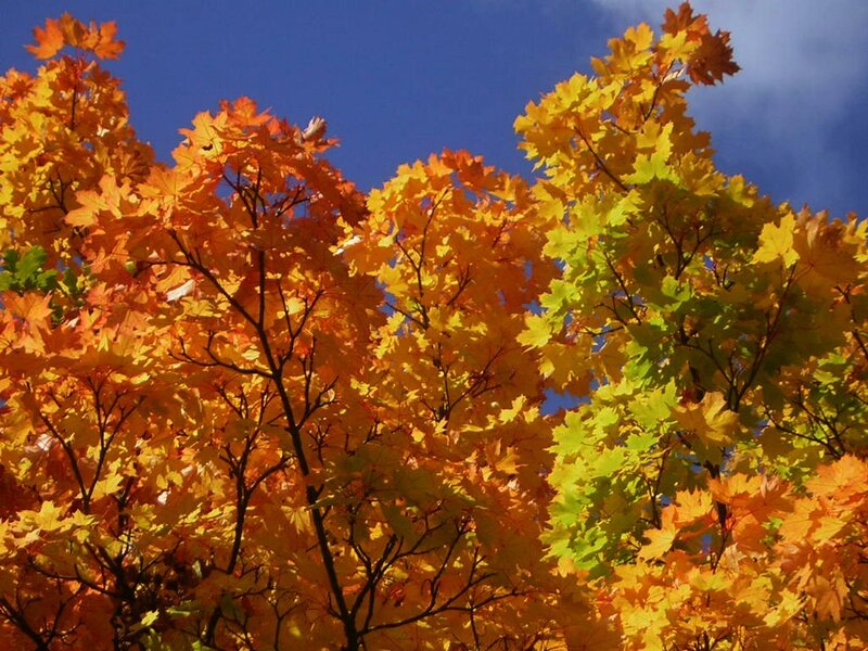 Maple Tree with Autumn Leaves — Orange, Vibrant, Photograph, Blue Sky