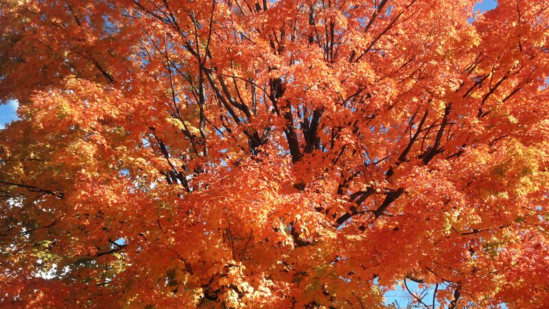 Maple Tree with Autumn Leaves — Orange, Vibrant, Photograph, Branches, Sky
