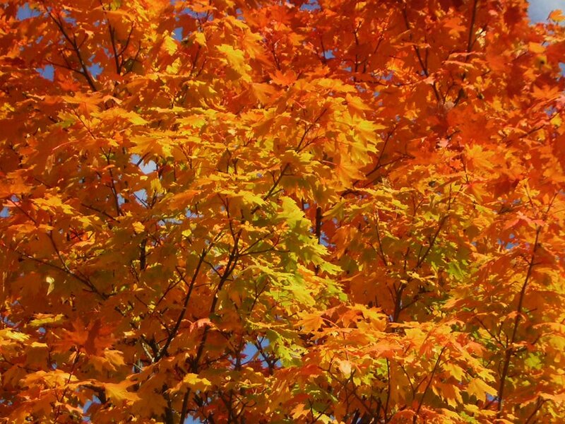 Maple Tree with Autumn Leaves — Orange, Vibrant, Photograph, Branches