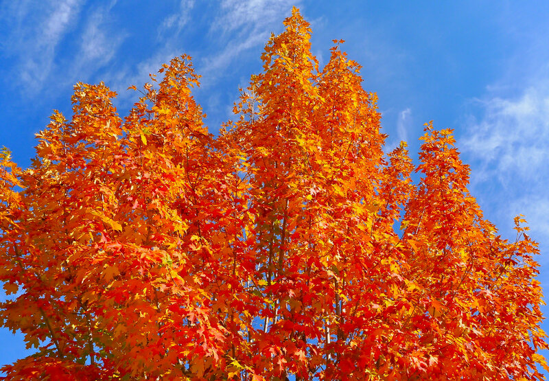 Maple Tree with Autumn Leaves — Orange, Vibrant, Photograph, Sky