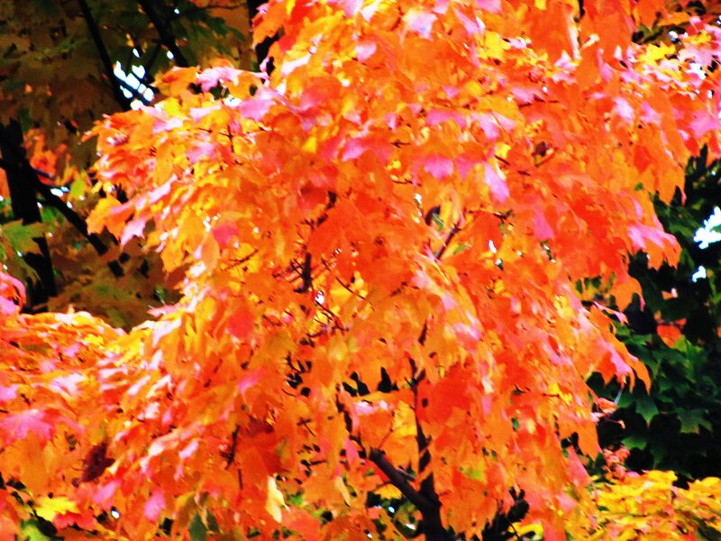 Maple Tree with Autumn Leaves — Orange, Vibrant, Photograph