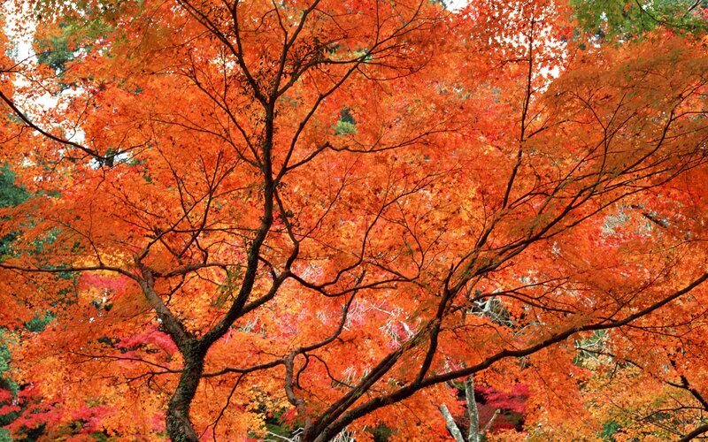 Maple Tree with Autumn Leaves — Orange, Vibrant, Photograph, Tree Branches