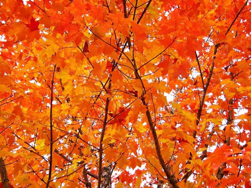 Maple Tree with Autumn Leaves — Orange, Vibrant