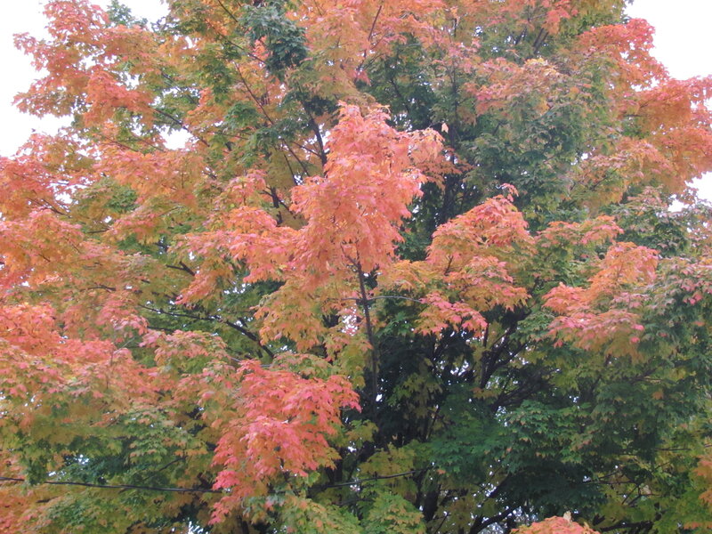 Maple Tree with Autumn Leaves — Red, Calm