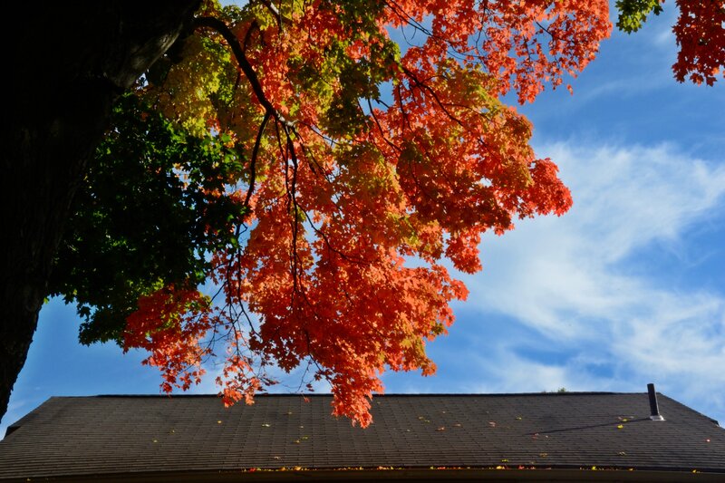 Maple Tree with Autumn Leaves — Red, Serene, Photograph, Roof