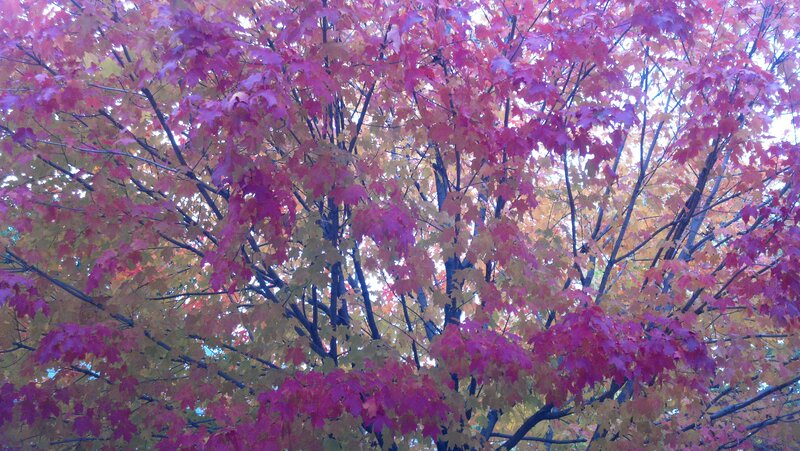 Maple Tree with Autumn Leaves — Red, Serene, Photograph