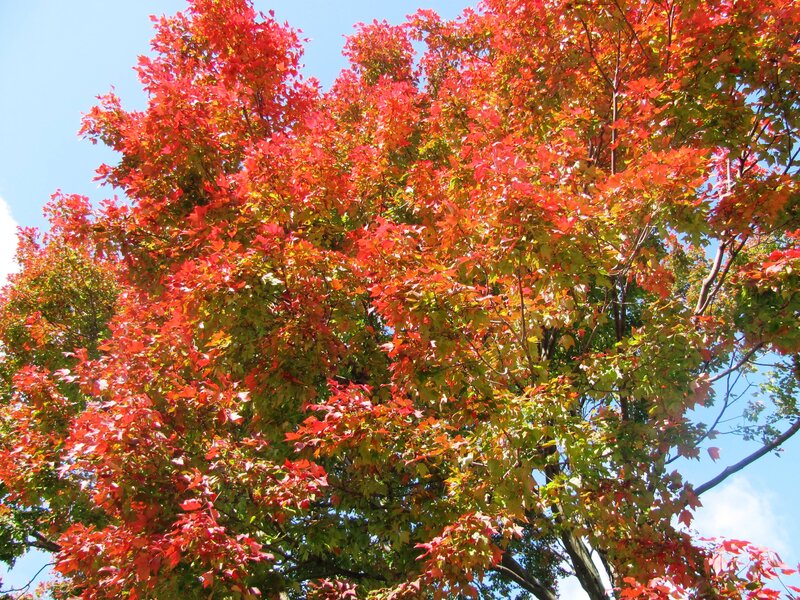 Maple Tree with Autumn Leaves — Red, Serene