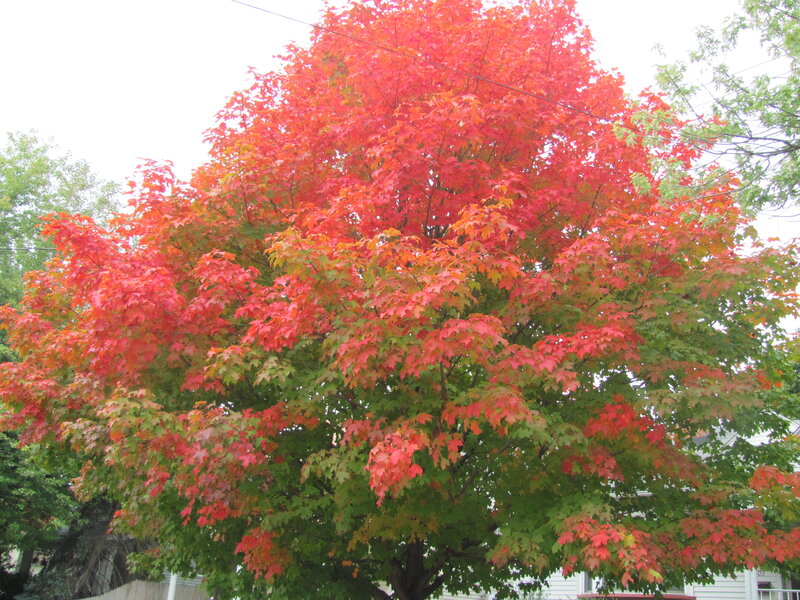 Maple Tree with Autumn Leaves — Red