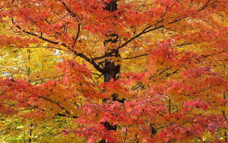 Maple Tree with Autumn Leaves — Red, Vibrant, Photograph, Branches